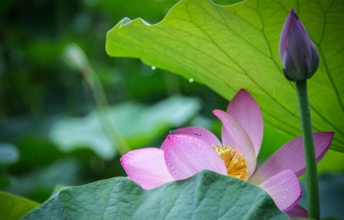 别再为白月光内耗了！心理学家戳破真相：他怀念的从不是那个人