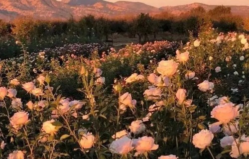 55-65岁这十年，惜命最好的方式，不是锻炼，做好这6点